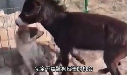 大驴爆料大哥视频播放大全