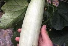 被网暴的网红吃瓜,网红吃瓜事件引发社会关注