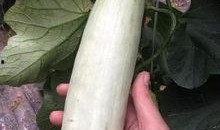 被网暴的网红吃瓜,网红吃瓜事件引发社会关注