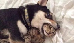 郑州爆料猫咪视频播放,萌态可掬引网友热议