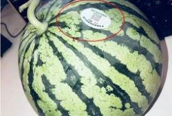 非洲网红吃瓜,趣味横生引网友热议