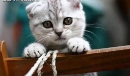 娱乐吃瓜君七七折耳猫,娱乐吃瓜君的萌宠日常