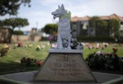 宠物公墓 在线观看,深情告别，永恒陪伴