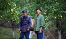 电影杨善洲在线观看,扎根荒山，谱写绿色传奇