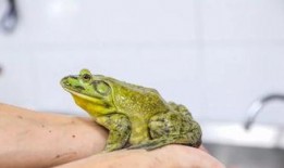 牛蛙饲养爆料视频教程,跟随视频教程轻松入门