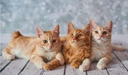 郑州爆料猫咪视频播放,萌态可掬引网友热议