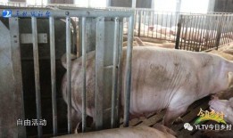 肥猪爆料虎子怎么做视频,揭秘虎子视频制作背后的秘密