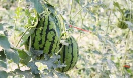 近期热门吃瓜网红,揭秘近期热门吃瓜网红背后的故事