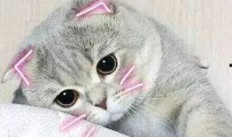 娱乐吃瓜君七七折耳猫,娱乐吃瓜君的萌宠日常