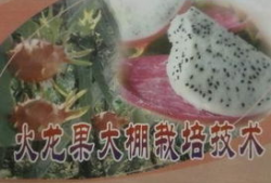 独家爆料火龙果视频大全,火龙果视频大全，带你领略视觉盛宴