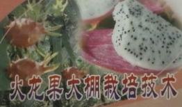 独家爆料火龙果视频大全,火龙果视频大全，带你领略视觉盛宴