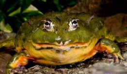 牛蛙饲养爆料视频教程,跟随视频教程轻松入门