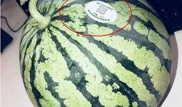 吃瓜列表网红,揭秘网红圈那些吃瓜背后的故事