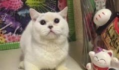 郑州爆料猫咪视频播放,萌态可掬引网友热议