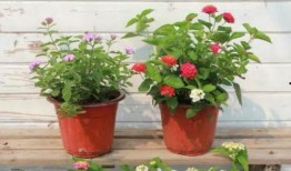 花姐最新爆料新闻视频下载,最新爆料新闻视频幕后真相大起底