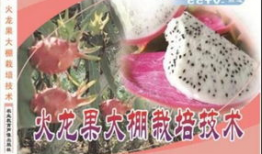 独家爆料火龙果视频大全,火龙果视频大全，带你领略视觉盛宴