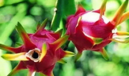 独家爆料火龙果视频大全,火龙果视频大全，带你领略视觉盛宴