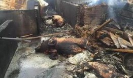 肥猪爆料虎子视频,揭秘背后惊人真相