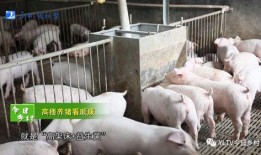 肥猪爆料虎子怎么做视频,揭秘虎子视频制作背后的秘密