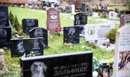 宠物公墓 在线观看,深情告别，永恒陪伴