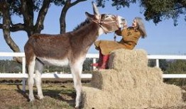 八卦大驴爆料视频大全下载,揭秘娱乐圈幕后故事