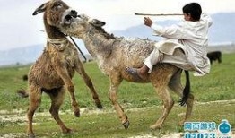 八卦大驴爆料视频大全下载,揭秘娱乐圈幕后故事