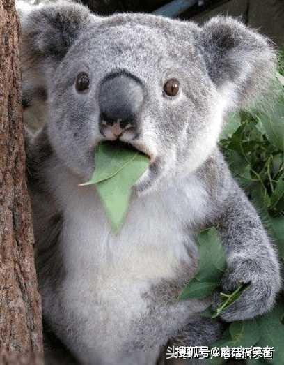 娱乐吃瓜酱考拉,揭秘娱乐圈那些不为人知的幕后故事